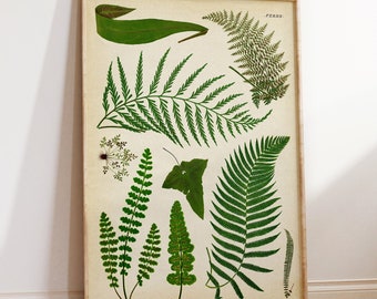 Botanical Fern art print, vintage style botanical poster, forest plants biology study poster, green herbs poster, nature decor