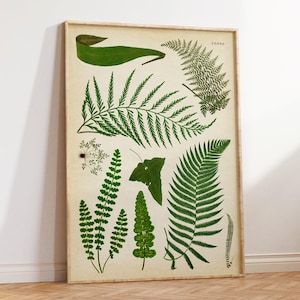 Botanical Fern art print, vintage style botanical poster, forest plants biology study poster, green herbs poster, nature decor