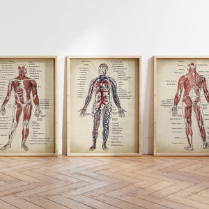 Anatomie print SET van 3, anatomische poster, spieren en bloedsomloop grafiek, medische print, antieke anatomie grafiek snelle verzending