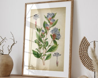 May include: A framed botanical illustration of a blue flower with green leaves on a beige background. The frame is brown wood and the illustration is on a wooden shelf with a vase and other decor.