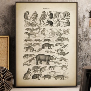Poster grafico dei mammiferi, illustrazione scientifica di vecchi animali selvatici, scimmia, pipistrello, ippopotamo, roditori, decorazione da parete con grafico delle specie animali in stile vintage,