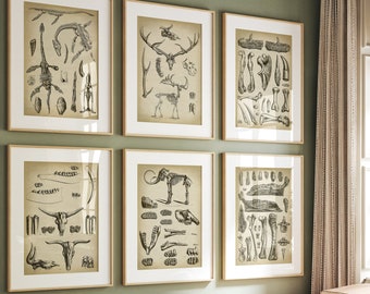Dinosaur Skeleton Print Set: Vintage Paleontology Wall Art