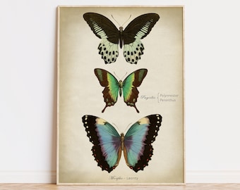 Butterfly print, Butterfly poster, butterflies wall decor, scientific butterflies chart, vintage butterfly, Fast Track Shipping