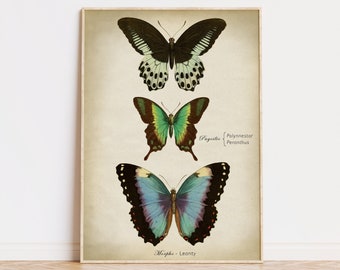 Vintage Butterfly Chart Print: Scientific Wall Decor