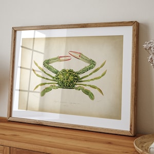 Crab print, antique aesthetic, sea life poster, ocean wall decor, marine biology, sea creatures, beach home decor, Fast Track Shipping