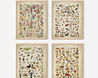Adolphe Millot Botanisches Poster Set: Vintage Naturgeschichte Kunst