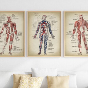 Anatomy Print SET of 3, Anatomical Poster, Muscles and Circulatory System Chart, Medical Print, Antique Anatomy Chart Fast Track Shipping