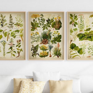 Vintage Blumen Poster, 3er Set, Heilkräuter Poster, Blumen und Pflanzen Illustration