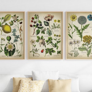 Botanical print set of 3, wild flowers, fruits and medicinal plants wall decor, vintage aesthetic, garden floral decor.