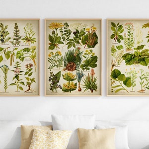 Botanical print set of 3, vintage medicinal herbs poster,  flower wall art, gallery wall set of flowers and plants illustration