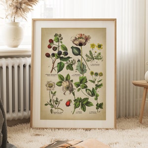 Pink poppy botanical poster, medicinal plants and wild flowers print, cinquefoil, blackberries, rose, vintage aesthetic