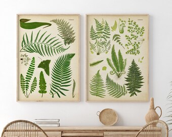 Botanical print SET of 2, fern poster, fern prints, plants print, antique botanical posters, botanical, herbs wall art, Fast Track Shipping