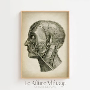 Head Anatomy Print, Vintage Anatomy Poster, Medical Wall Art, Doctor Gift, Anatomy Poster, Scientific Anatomy Print, Home Decor image 1