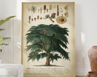 Botanical print, green tree poster, Cedar chart study poster, tree art, forest botanical print, timber botanical chart, cedar nut,