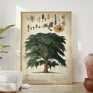 Botanical print, green tree poster, Cedar chart study poster, tree art, forest botanical print, timber botanical chart, cedar nut,