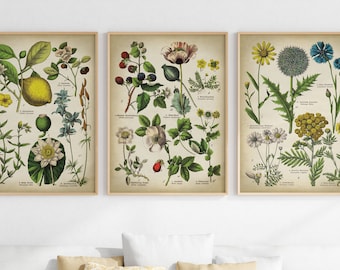 3er Set Naturbilder: Vintage Wildblumen & Heilpflanzen Kunst