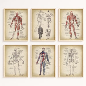 ANATOMY print Set of 6 Art Prints, vintage anatomy Poster wall art, anatomical gallery wall, Medical, Skeleton, Human Body, french text