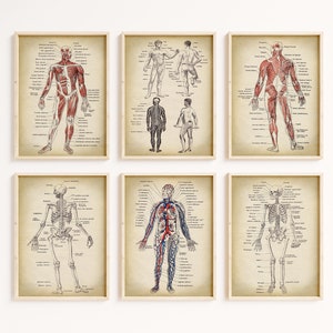 ANATOMY print Set of 6 Art Prints, vintage anatomy Poster wall art, anatomical gallery wall, Medical, Skeleton, Human Body, Shipped art