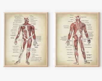 Anatomy Print SET of 2, Anatomical Poster, Muscular System Chart, Medical Print, Anatomy Chart, Antique Anatomy Fast Track Shipping