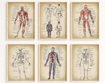 ANATOMY print Set of 6 Art Prints, Anatomy Poster  Set, instant collection, Medical, Skeleton, Human Body Art, text in french