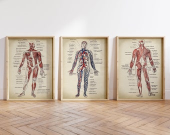 Antique Anatomy Art Print, Vintage Anatomy Wall Art, Anatomical Poster ...