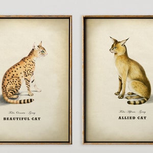 Sweet Cat Couple Print SET of 2, Sitting Cat Poster, Domestic Animal Art Prints, Retro wall Art, Tabby Cat Illustration, Vintage Style Art