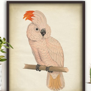 Impressão de papagaio rosa, impressão de arara, arte de parede de arara, decoração de parede de papagaio, impressão de pássaro exótico, ilustração de papagaio, impressão 8x10, pássaros da selva