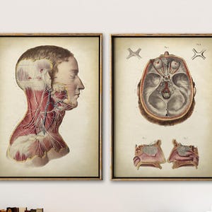 Anatomy Poster SET of 2, Anatomical Print, Human Body Head, Anatomy Chart, Medical Print, Anatomy Chart, Antique Fast Track Shipping