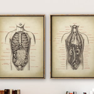 Cartel de anatomía SET de 2, Impresión anatómica, Gráfico del cuerpo humano, Gráfico de anatomía, Impresión médica, Gráfico de anatomía, Anatomía antigua