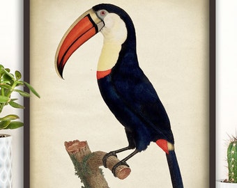 Toucan print, American toucan art, toucan poster, toucan wall decor, vintage toucan, toucan 8x10 print Fast Track Shipping