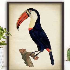 Toucan print, American toucan art, toucan poster, toucan wall decor, vintage toucan, toucan 8x10 print Fast Track Shipping