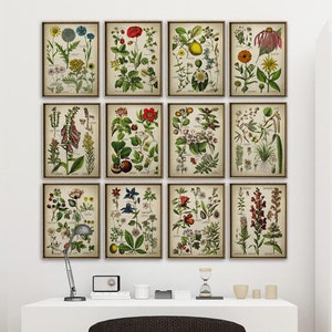 Botanical Print SET of 12 art prints, medicinal plants, botanical poster, flower poster, flowers print set, red poppy, Fast Track Shipping