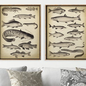 Conjunto de impressão de peixes com 2 cartas de peixes, pôster de peixes, ilustração de peixes, decoração marinha vintage, praia, arte da vida marinha, vida marinha, pescador