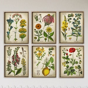 BOTANICAL Wall Art Poster Set of 6 art prints, medicinal plants, botanical poster, flower poster, flowers print set Fast Track Shipping