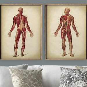 Anatomy print SET of 2, anatomical chart print, muscular system chart, medical print, anatomy room decor, anatomy poster, anatomy