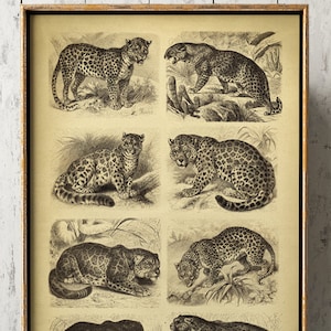 Wild cats poster art print, wildcats print, tiger, panther, cheetah, feline art, big cats poster, zoology print, wild animals art