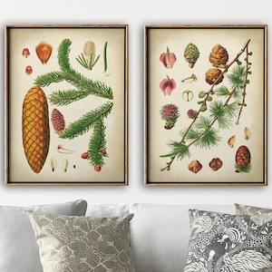 BOTANISCHE Print SET van 2 Woodland Pine Poster, Pine Tree Chart, herfst herfst decor, Vintage Botany Prints, Woodland Forest, Plant Science