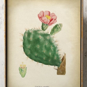 Cactus Print botanical print, Cactus with Pink Flower, Cactus art, botanical art, botanical poster, Desert Flora Fast Track Shipping