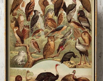Carte d'oiseaux, affiche d'oiseau, impression d'oiseau, impression de hibou, illustration scientifique d'espèce d'oiseau, impression d'aigle, impression d'autruche, art mural