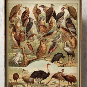 VOGEL Karte, Vogel Poster, Vogel Druck, Eule Druck, Vogelart Wissenschaftliche Illustration, Adler Druck, Strauß Druck, Wand Kunst