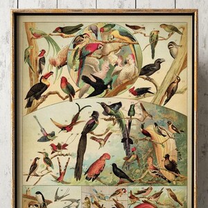 Grafico BIRD, Poster di uccelli esotici, Stampa di uccelli, Stampa di pappagalli, Stampa di uccelli del paradiso, Foto di uccelli canori, Spedizione rapida delle specie di uccelli