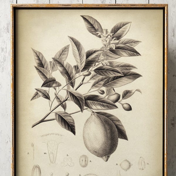 LEMON Tree Botanical Print,  Lemon Print, Fruit Botanical Poster, Fruit Tree Art, Vintage Botanical Art Fast Track Shipping