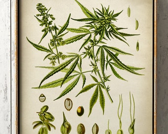 Cannabis Sativa botanical print, Cannabis print,  antique Cannabis poster,  Cannabis art, botanical print, wall decor Fast Track Shipping