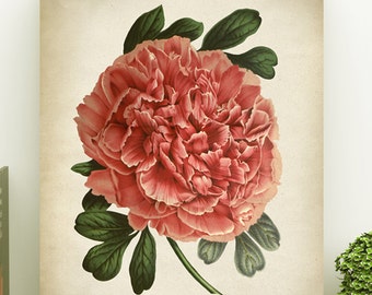 Pink Peony Botanical Print: Vintage Floral Wall Decor