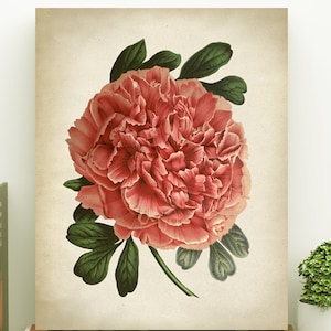 Pink peony BOTANICAL print, peony poster, peony art, vintage Botanical illustration, botanical wall decor, big pink flower