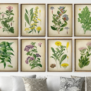 Botanical print SET of 8 flower prints, plants botanical poster, flower poster, flowers print set, botanical illustration,