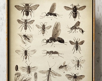 Insect Study Chart Print: Vintage Entomology Art