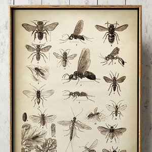 Insects print, Insect poster, Study of insects chart, fly poster, insect wall art, bee, mosquitoe, aged sepia black and white