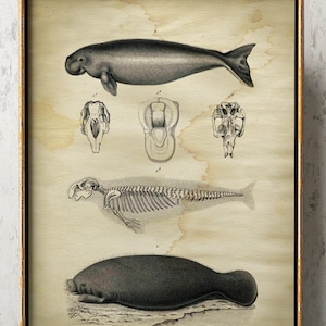 AGED Sea SEAL Poster Old style, Scientific Marine Decor, Beach, Seal Print, Nautical Art, Sea Life, Anatomical Animal Skeleton