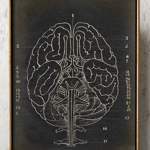 GEHIRN Anatomie POSTER, Gehirn Schautafel, Wissenschaftliche Illustration, Anatomische Zeichnung, Anatomie Print, Arzt, Anatomie Kunst